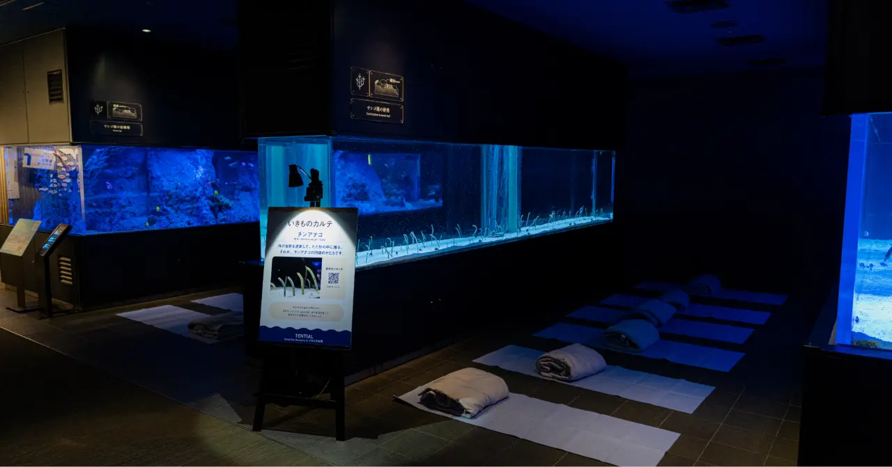 夜のすみだ水族館のチンアナゴ水槽の前、TENTIALの掛け布団が並ぶ睡眠体験エリア