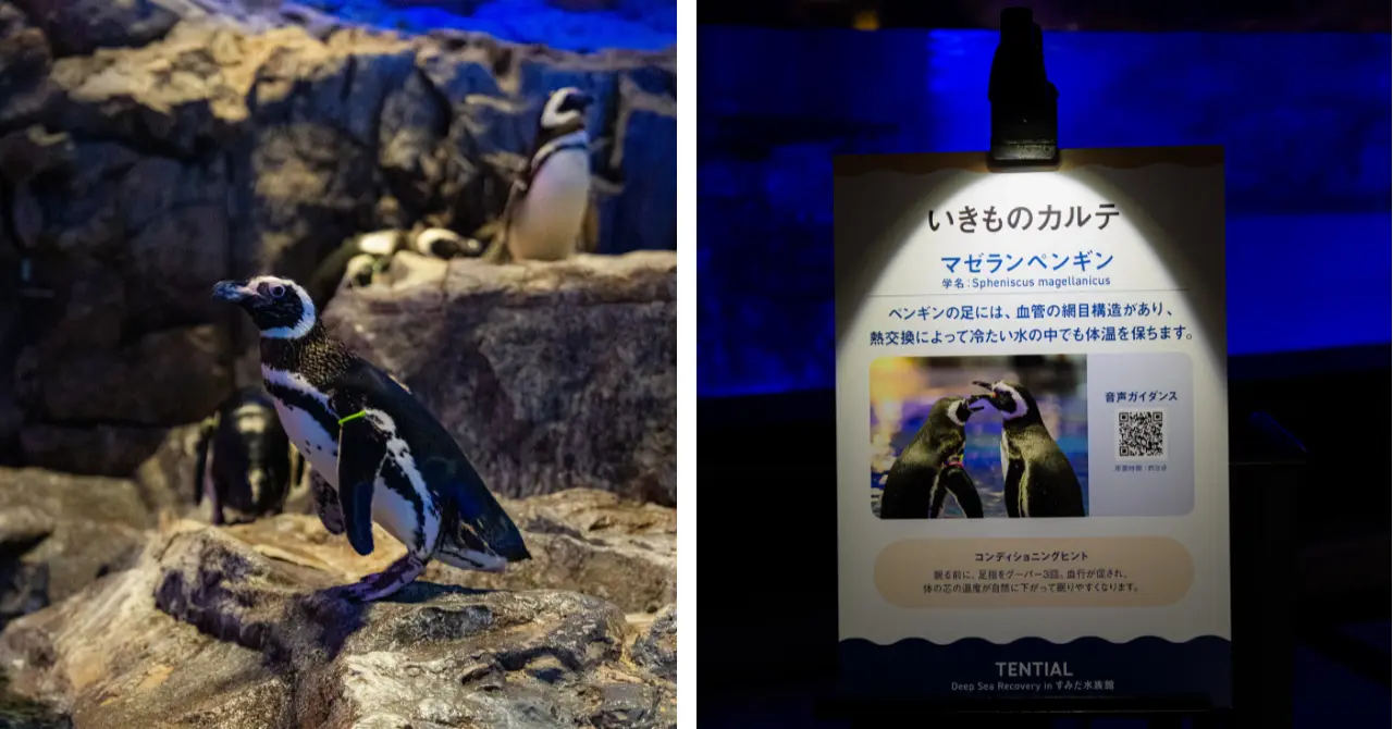 すみだ水族館のマゼランペンギンと、ペンギンの体の仕組みを解説
